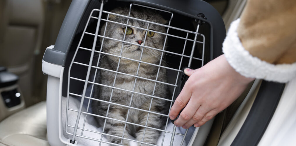 Woman Putting Carrier With Cute Scottish Fold Cat Into Car, Closeup