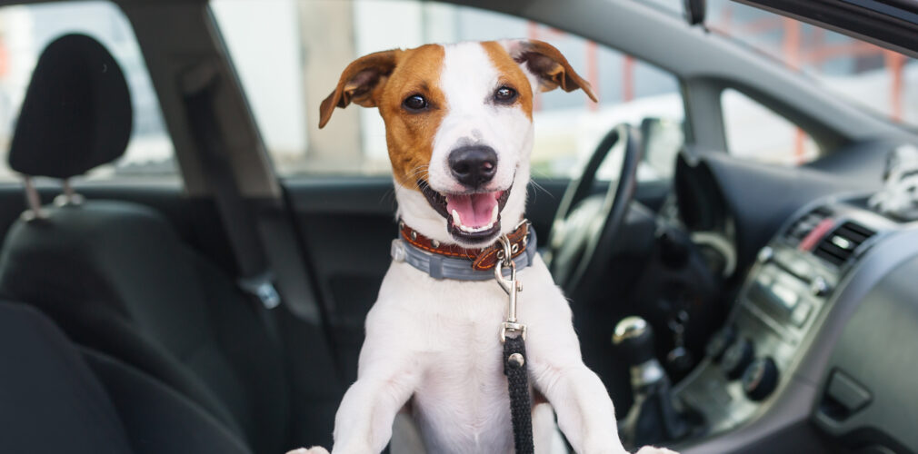 Cute Dog Sit In The Car On The Front Seat